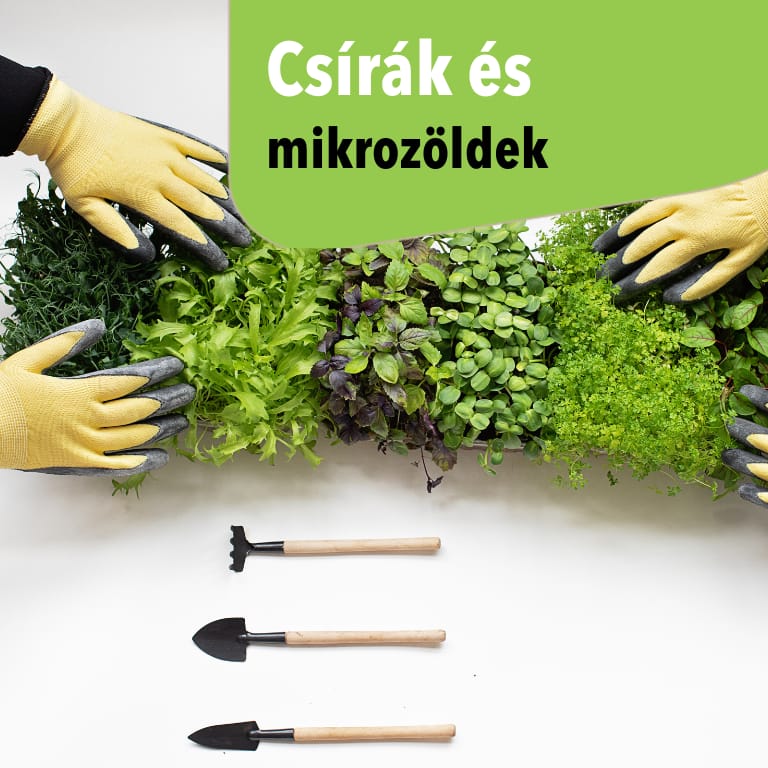 Önellátás mikroszinten - Csírák és mikrozöldek!